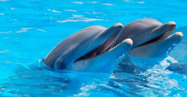 Alanya Dolphin Show: Stunning Unforgettable Performances - Frequently Asked Questions