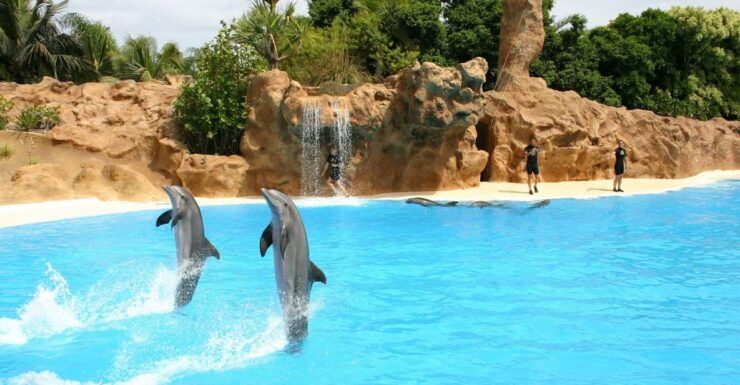 Alanya Dolphin Show Tour - Sealanya Dolphinpark - Booking Details