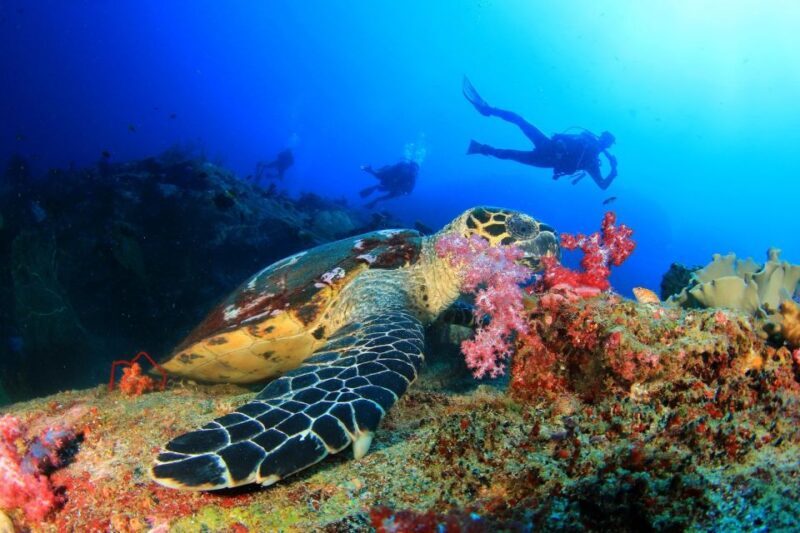Alanya: Scuba Diving Tour Incl. Lunch with Hotel Transfer - The Sum Up