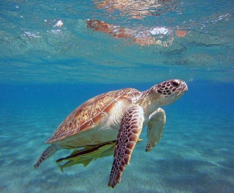 Alanya White Pearl Catamaran Cruise Scenic Views & Swim - Who Should Consider This Tour?