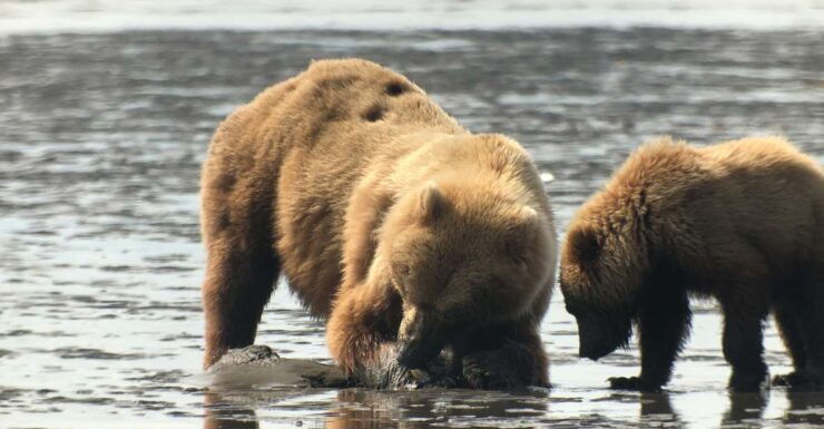 Alaska 9 Day Ocean Wildlife to Interior Wilderness Adventure - Activity Details