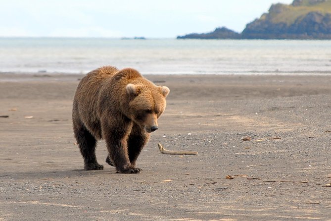 Alaska Bear-Viewing Day Trip From Homer - Common Questions