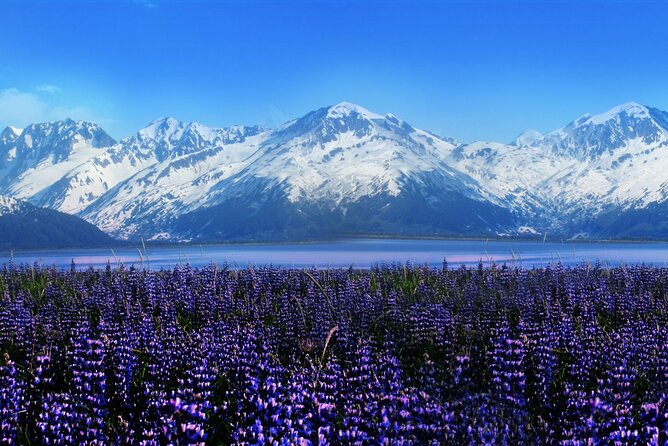 Alaska Girdwood Express Shuttle - Price and Booking Information
