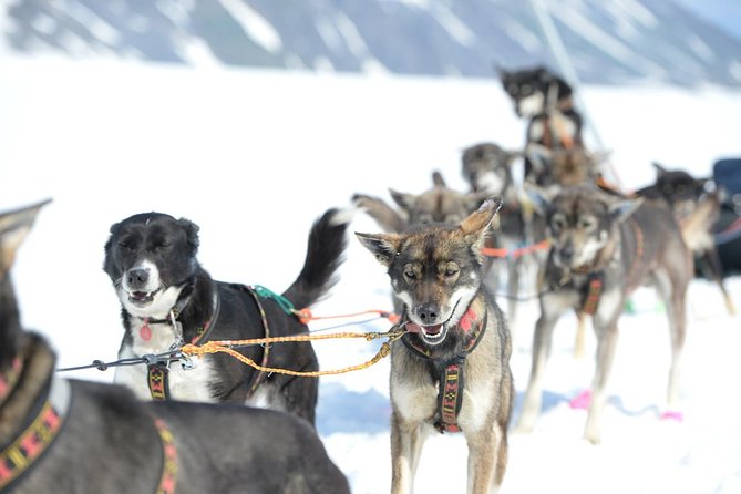 Alaska Helicopter and Glacier Dogsled Tour - ANCHORAGE AREA - Tour Details and Information