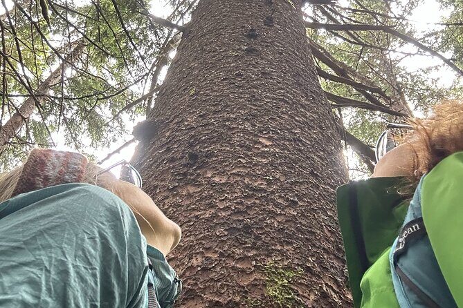 Alaska Nature Immersion: Forest Therapy Tour in Haines, Alaska - What to Expect from the Forest Therapy Tour