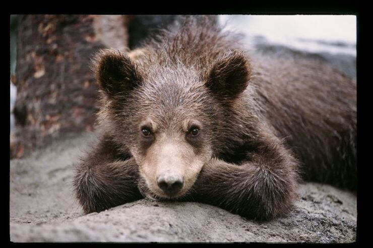 Alaska Wildlife Conservation Center: Admission Ticket - Ticket Inclusions