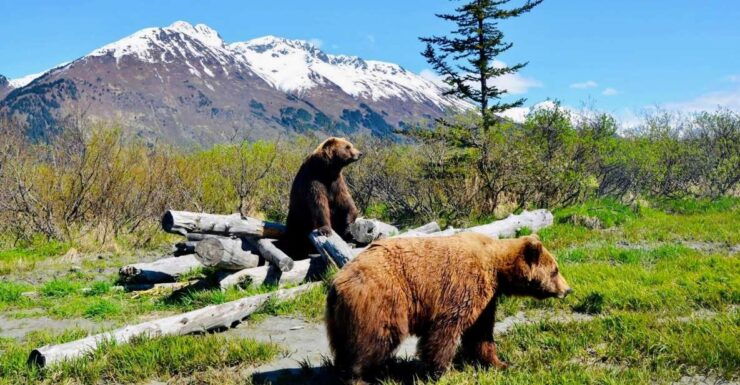 Alaska Wildlife Conservation Center: Admission Ticket - Booking Flexibility