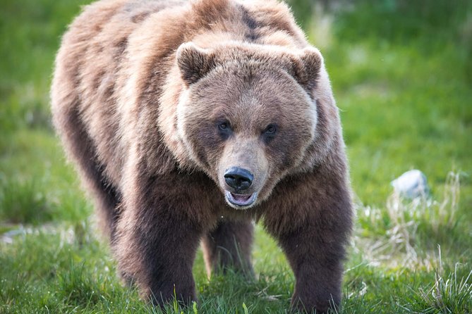Alaska Wildlife Tour - Itinerary and Activities