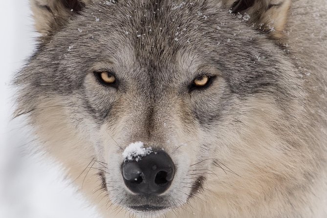 Alaska Wildlife Tour - Additional Information