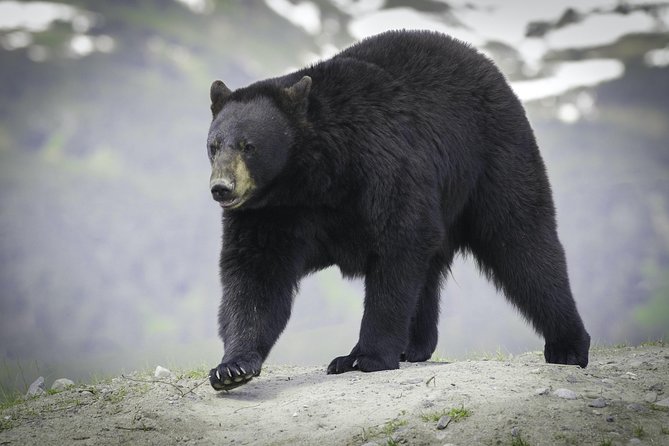 Alaska Wildlife Tour - Customer Feedback