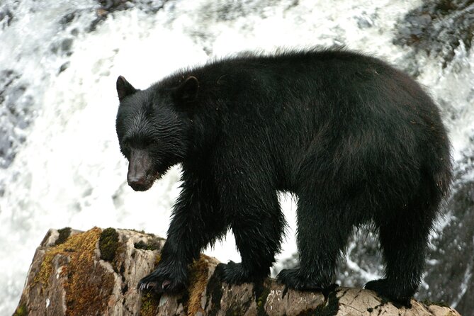 Alaskan Bear Encounter by Land & Sea - Activity Details