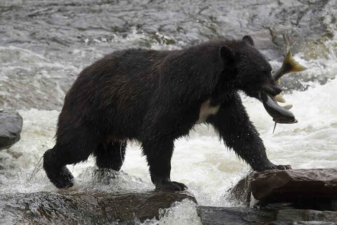 Alaskan Bear Encounter by Land & Sea - Meeting and Pickup Information