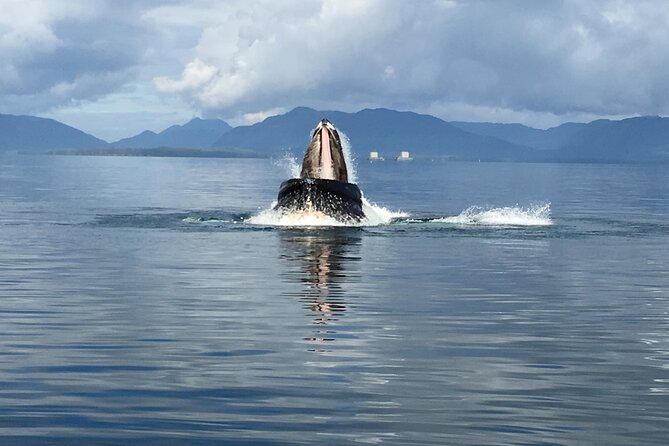 Alaskan Bear Encounter by Land & Sea - Traveler Information