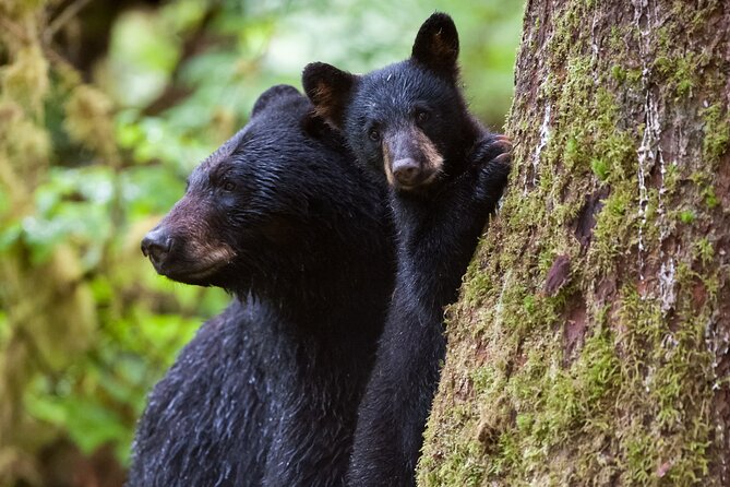Alaskan Bear Encounter by Land & Sea - Directions