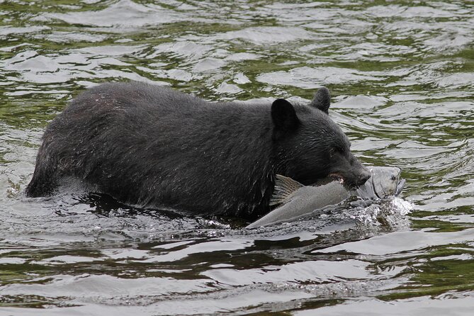 Alaskan Bear Encounter by Land & Sea - Common Questions