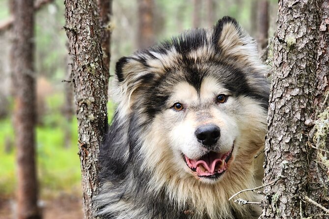 Alaskan Sled Dog Excursion in Fairbanks - Overview of Alaskan Sled Dog Excursion