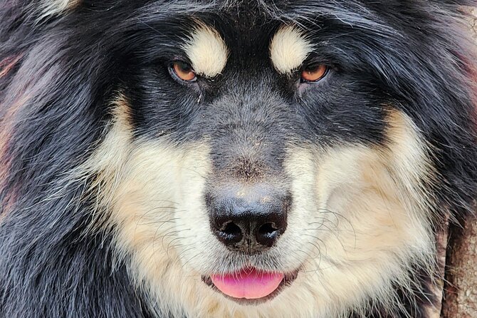 Alaskan Sled Dog Excursion in Fairbanks - Pricing and Booking Information