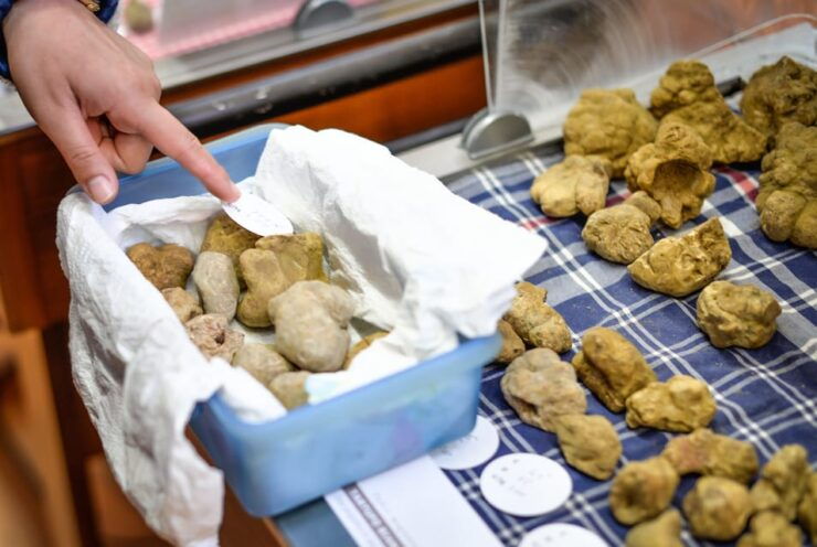 Alba Truffle Fair: Skip-the-Line Entrance and Private Tour - Highlights of the Experience