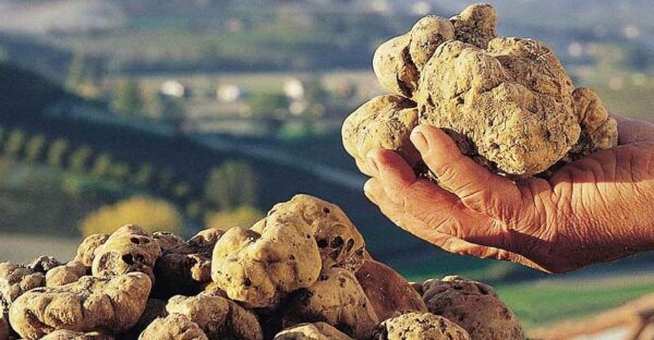 Alba Truffle Fair: Skip-the-Line Entrance and Private Tour - Booking and Cancellation Policy