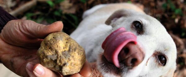 Alba Truffle Fair: Skip-the-Line Entrance and Private Tour - Frequently Asked Questions