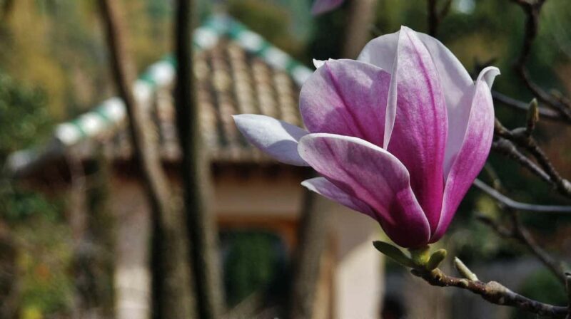 Albaicin and Sacromonte: Guided tour and sunset at Mirador San Nicolas - The Value and Unique Selling Points