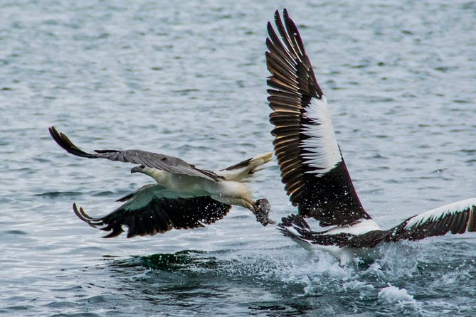 Albany Wildlife and Scenic Cruise - Overview of the Albany Wildlife and Scenic Cruise