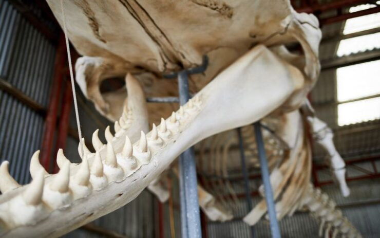 Albany's Whale Story - Albanys Whaling History