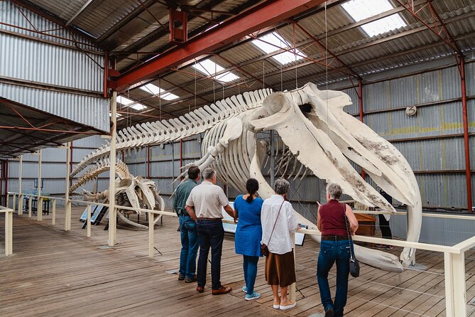 Albanys Whale Story - Travel Information