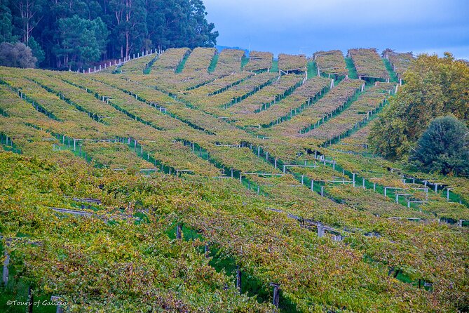 Albariño Trails Private Wine Tour/Shore Excursion From Vigo - Pricing Information