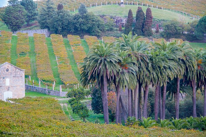 Albariño Trails Private Wine Tour/Shore Excursion From Vigo - Common Questions
