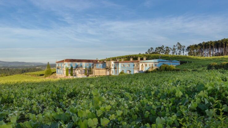 Albariño Wine Tasting With Winery Tour - Experience Highlights