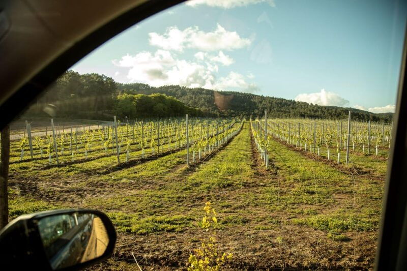 Albariño Wine Tour: Taste, Learn & Take Home a Special Gift - Experience the Winery and Vineyards