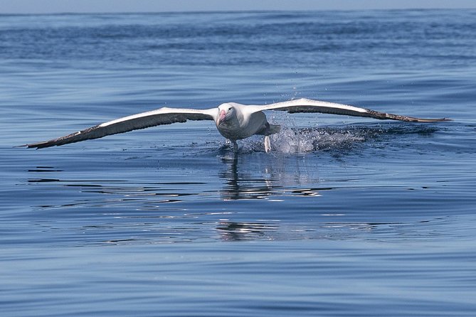 Albatross, Wildlife and Harbour Cruise - Pricing and Booking