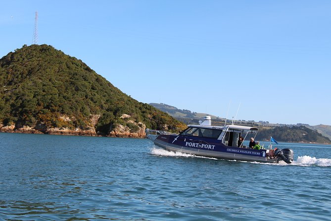 Albatross, Wildlife and Harbour Cruise - Overview and Highlights