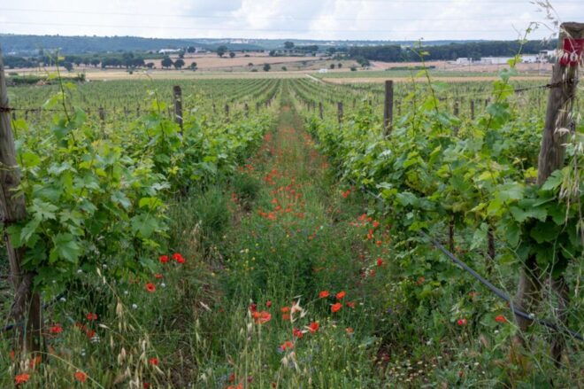 Alberobello: Winery Tour With Wine and Food Tasting - Location Details