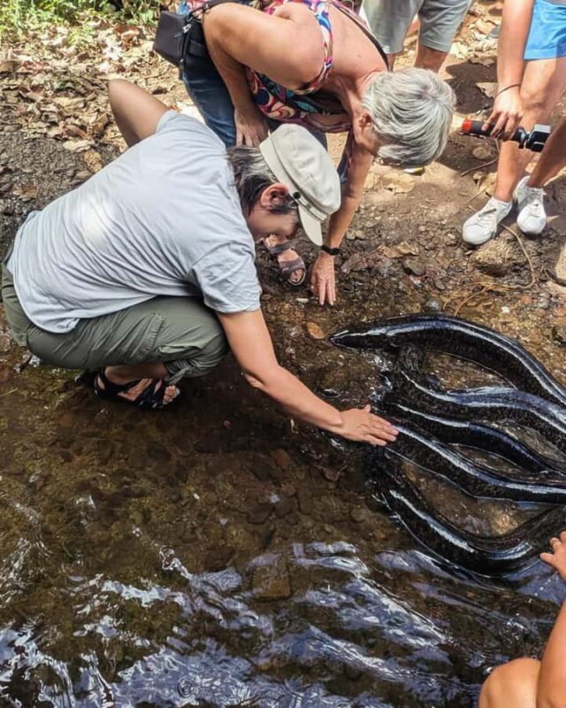 Albert Tours Excursion Safari - Moorea Safari tours&pick up - FAQs