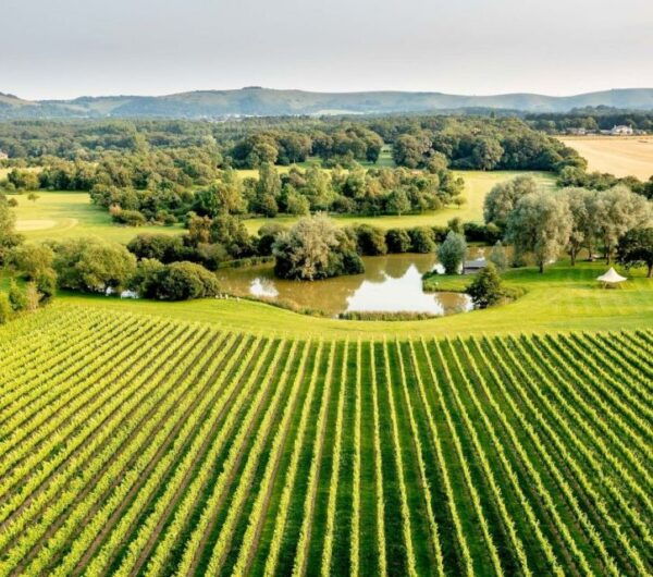 Albourne Estate: Wine Tasting and South Downs Ebiking - Common Questions