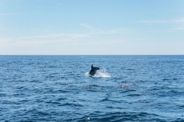 Albufeira: 2.5-Hour Caves & Dolphin Watching Boat Tour - Live Tour Guide Availability