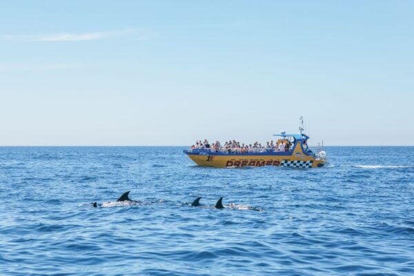 Albufeira: 2.5-Hour Caves & Dolphin Watching Boat Tour - Common Questions
