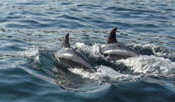 Albufeira: 2.5-Hour Dolphin Watching and Caves Trip - Common Questions