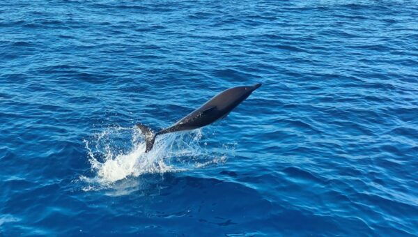 Albufeira: 2.5-Hour Dolphin Watching and Caves Trip - The Sum Up