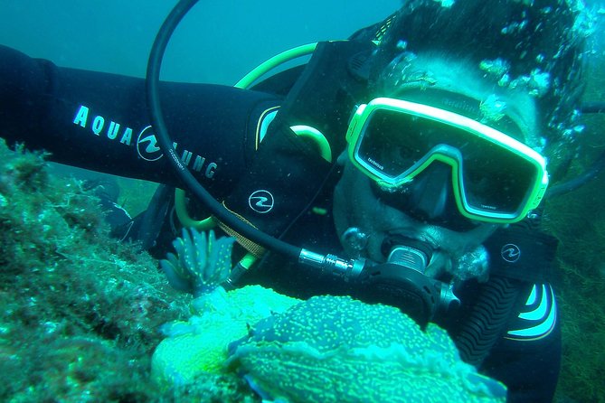 Albufeira 2 Reef Dives (QUALIFIED DIVERS) - Dive Center Details