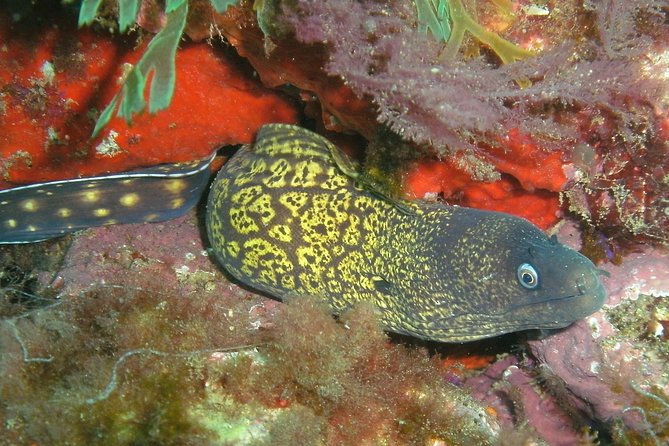Albufeira 2 Reef Dives (QUALIFIED DIVERS) - Reviews