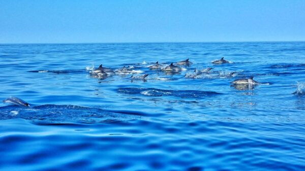 Albufeira: Benagil Cave and Dolphin Sightseeing Boat Cruise - Background