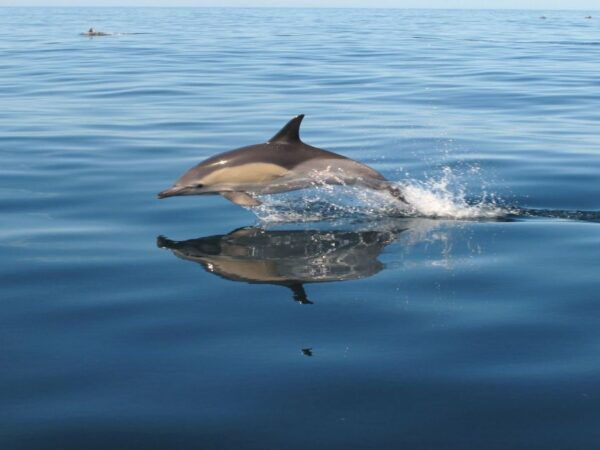 Albufeira: Benagil Cave and Dolphin Sightseeing Boat Cruise - Common Questions