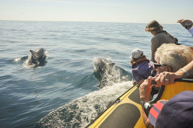 Albufeira: Benagil Caves & Dolphin Watching Speed Boat Tour - Customer Reviews