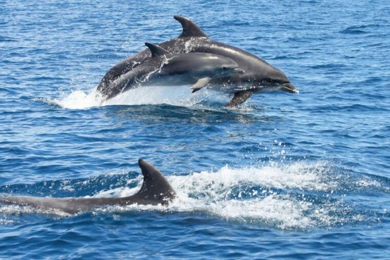 Albufeira: Dolphin Watching and Benagil Cave - Potential Drawbacks and Considerations