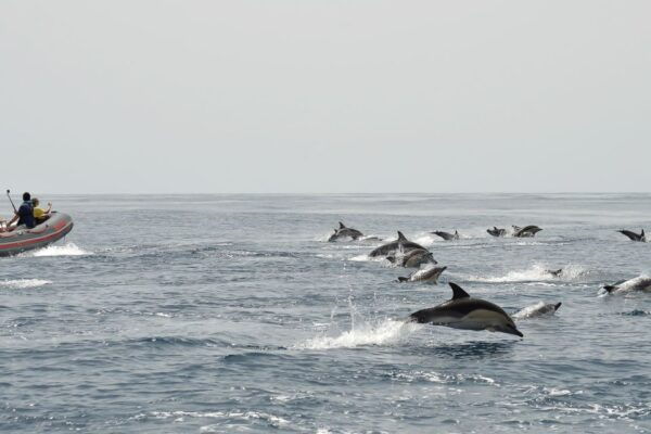 Albufeira: Dolphin Watching and Benagil Cave Boat Cruise - The Sum Up