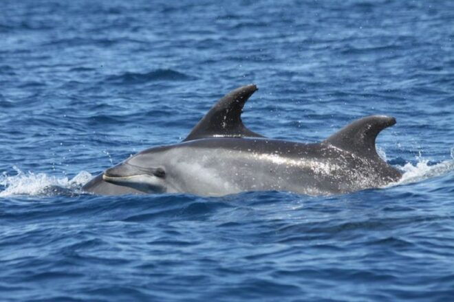 Albufeira: Dolphin Watching and Benagil Cave - Customer Reviews