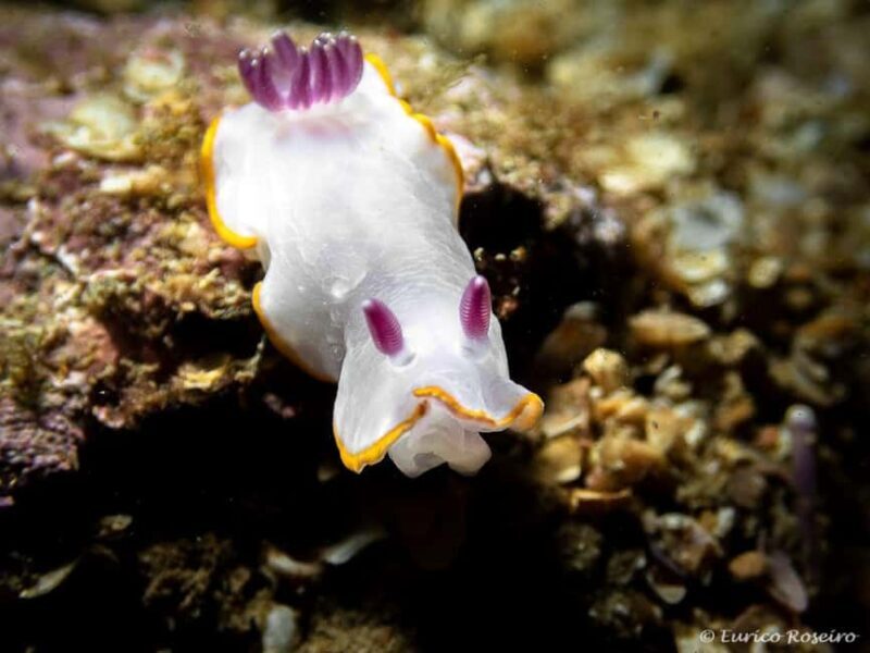 Albufeira: Double Ocean Dive for Certified Divers - The Meeting and Logistics